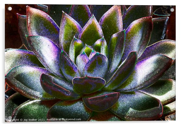 Sempervivum plant Acrylic by Joy Walker
