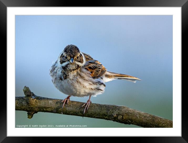 Reed Bunting  Framed Mounted Print by Keith Ogden