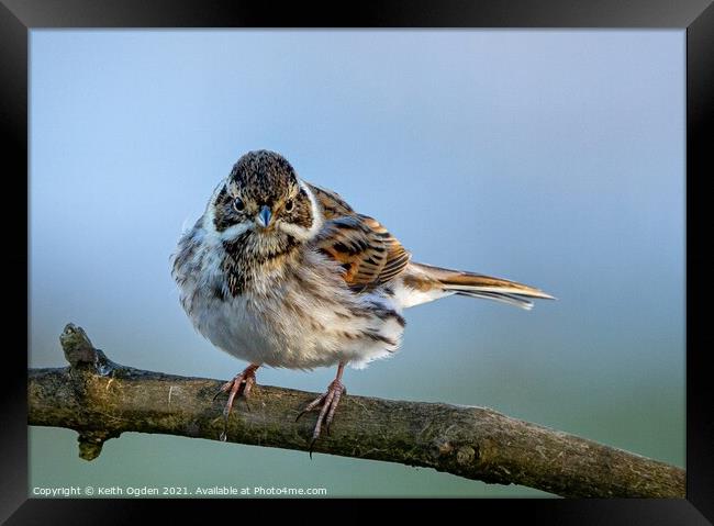 Reed Bunting  Framed Print by Keith Ogden