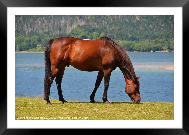  The Horse by the Ocean  Framed Mounted Print by Elaine Manley