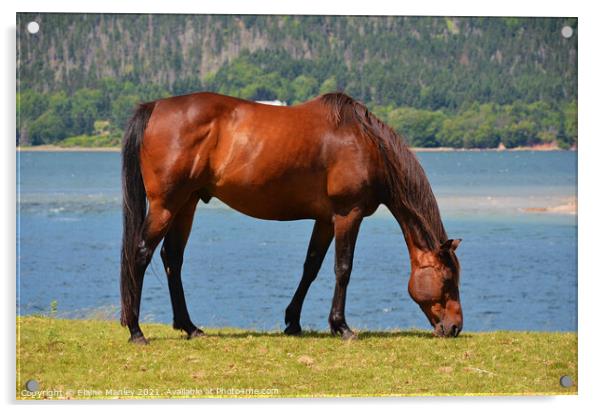  The Horse by the Ocean  Acrylic by Elaine Manley