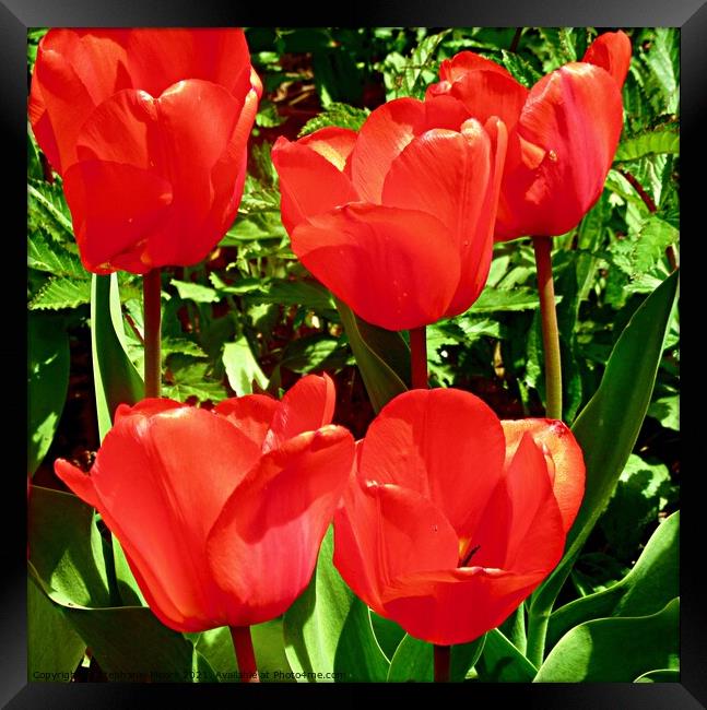 Red Tulips Framed Print by Stephanie Moore