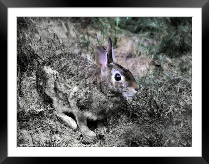 The Hare  Framed Mounted Print by Elaine Manley