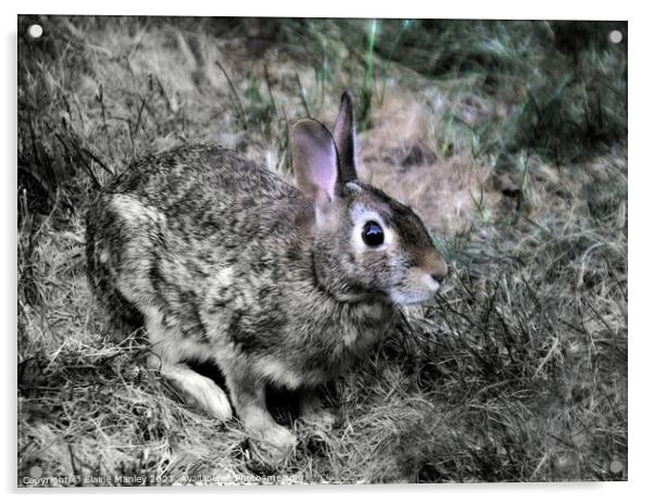 The Hare  Acrylic by Elaine Manley