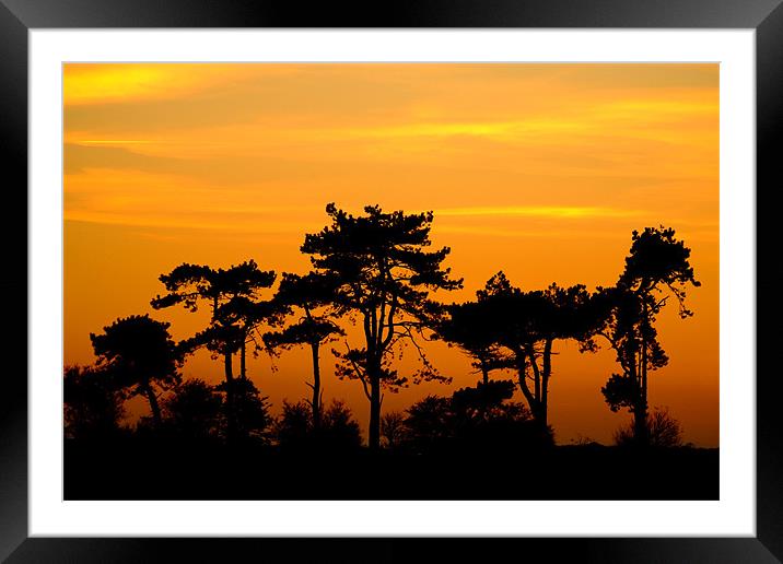 Sunset Trees, Kent, England Framed Mounted Print by Serena Bowles