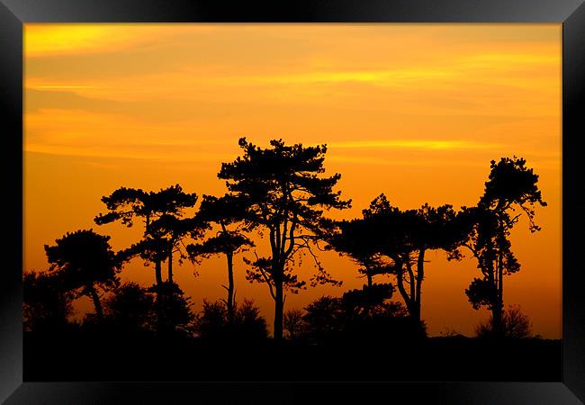 Sunset Trees, Kent, England Framed Print by Serena Bowles
