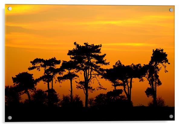 Sunset Trees, Kent, England Acrylic by Serena Bowles