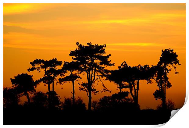 Sunset Trees, Kent, England Print by Serena Bowles