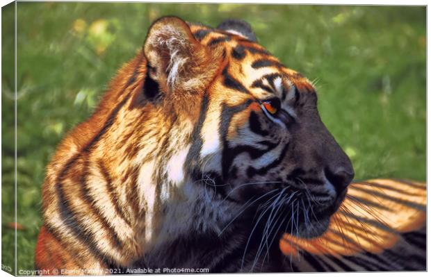 Tiger Profile Canvas Print by Elaine Manley