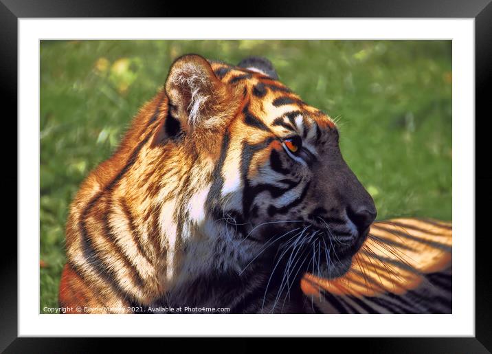 Tiger Profile Framed Mounted Print by Elaine Manley
