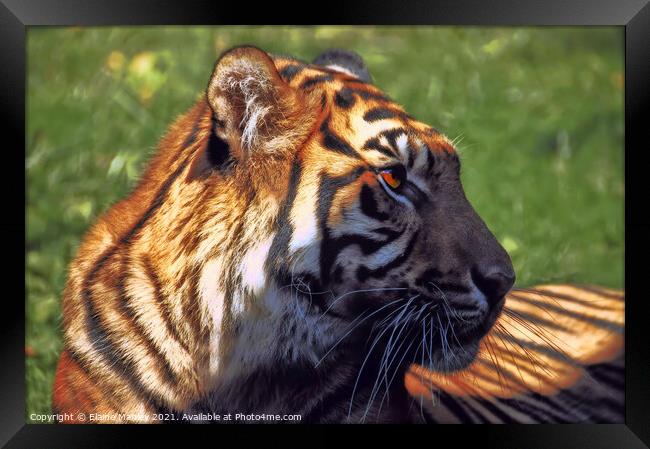 Tiger Profile Framed Print by Elaine Manley