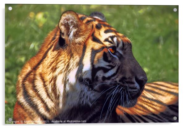 Tiger Profile Acrylic by Elaine Manley
