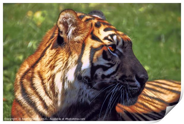 Tiger Profile Print by Elaine Manley