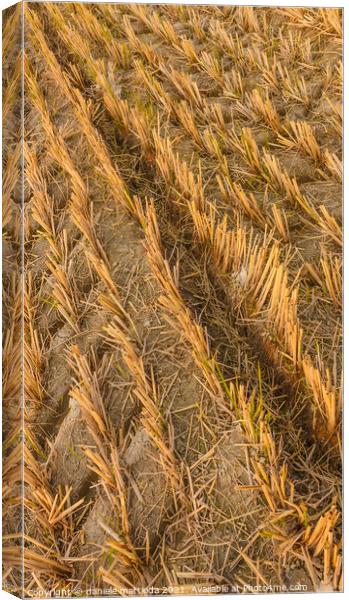 imprint of an agricultural machine in a wheat field Canvas Print by daniele mattioda