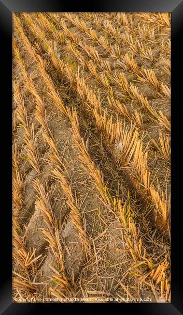 imprint of an agricultural machine in a wheat field Framed Print by daniele mattioda