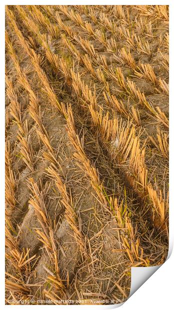 imprint of an agricultural machine in a wheat field Print by daniele mattioda