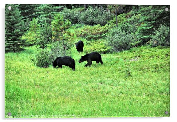 Black Bears in the Wild Acrylic by Elaine Manley