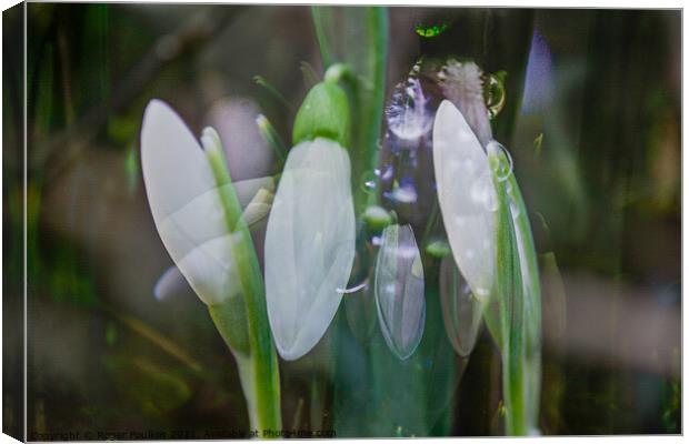 Snowdrop Dreams Canvas Print by Roger Foulkes