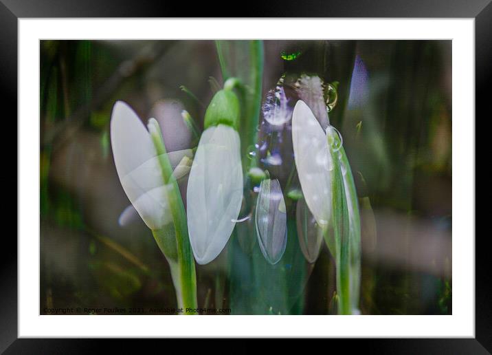 Snowdrop Dreams Framed Mounted Print by Roger Foulkes
