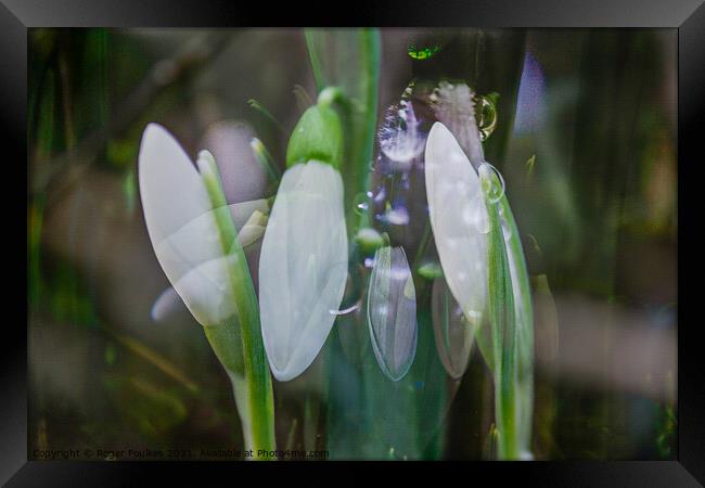Snowdrop Dreams Framed Print by Roger Foulkes