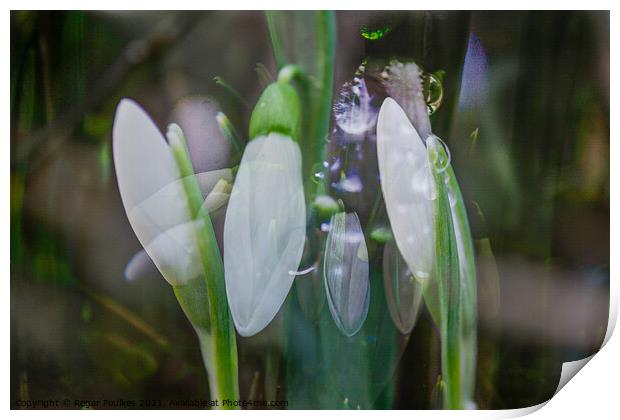 Snowdrop Dreams Print by Roger Foulkes