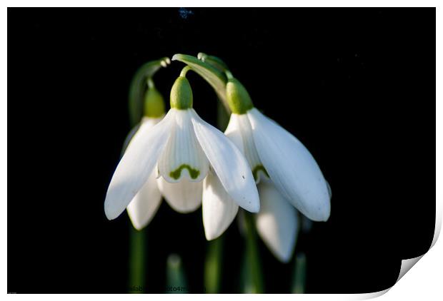 Plant flower Snowdrops Print by Roger Foulkes