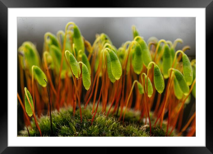 Signs of SpringOutdoor field Framed Mounted Print by Roger Foulkes