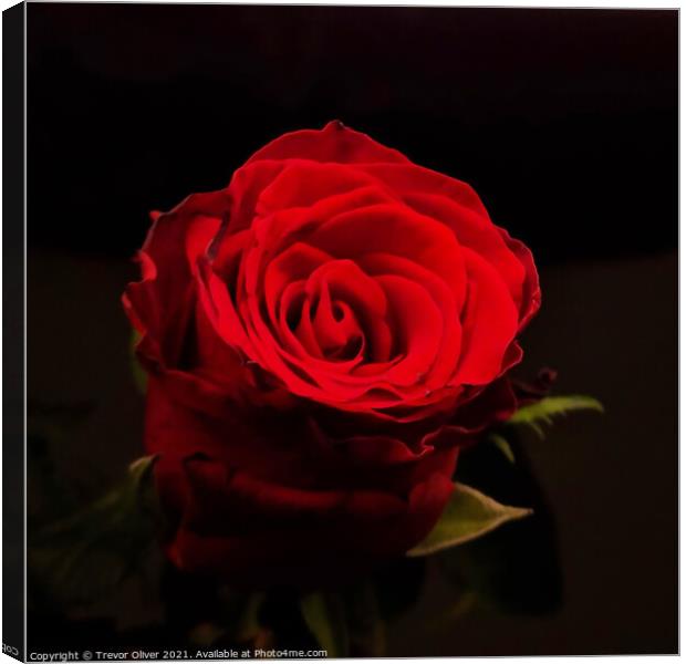 Red Rose Canvas Print by Trevor Oliver