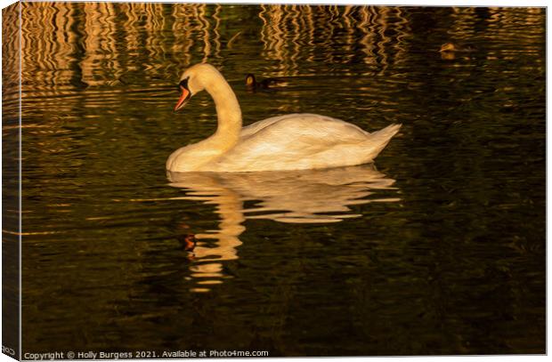 Swan at sunset relaxing in the water finished as o Canvas Print by Holly Burgess