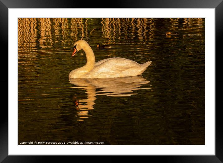 Swan at sunset relaxing in the water finished as o Framed Mounted Print by Holly Burgess