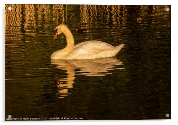 Swan at sunset relaxing in the water finished as o Acrylic by Holly Burgess
