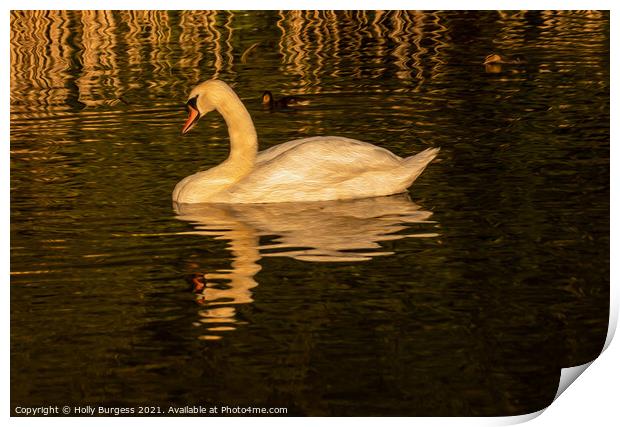 Swan at sunset relaxing in the water finished as o Print by Holly Burgess