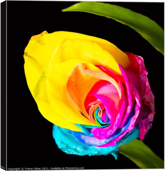 Rainbow Rose Canvas Print by Trevor Oliver