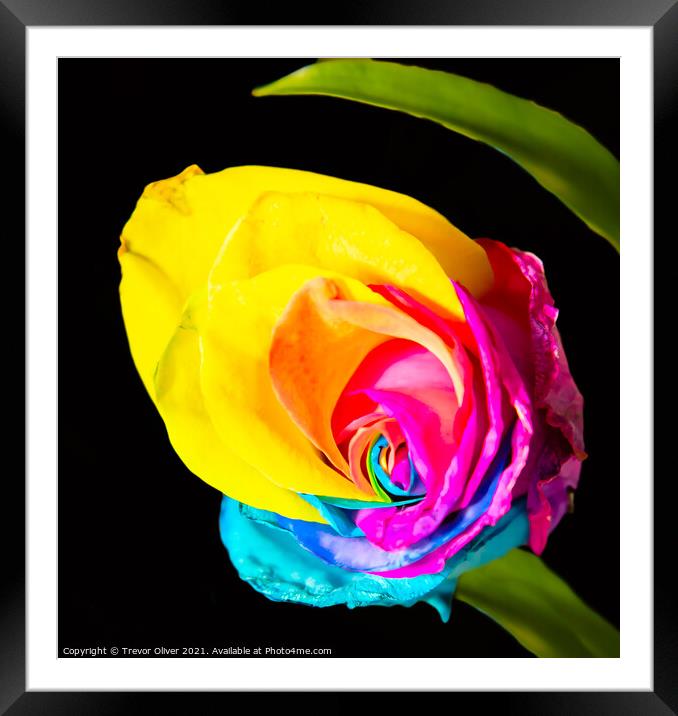Rainbow Rose Framed Mounted Print by Trevor Oliver