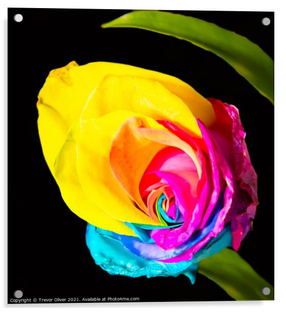 Rainbow Rose Acrylic by Trevor Oliver