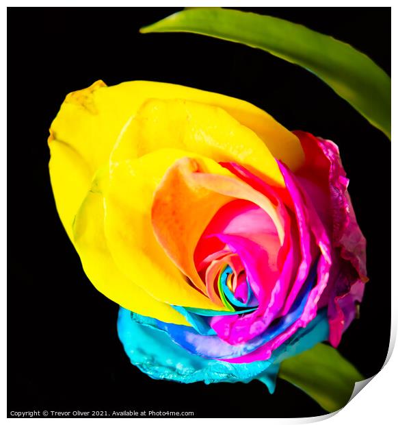 Rainbow Rose Print by Trevor Oliver