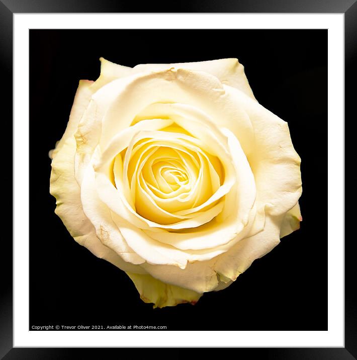 The White Rose Framed Mounted Print by Trevor Oliver