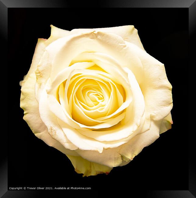 The White Rose Framed Print by Trevor Oliver