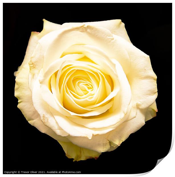 The White Rose Print by Trevor Oliver
