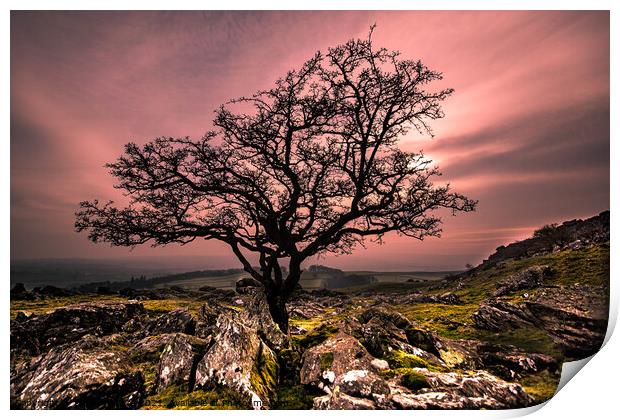 Winter Tree Norber Erratics Print by Roger Foulkes