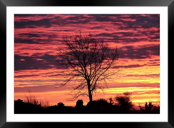 Tree silhouette Sunrise Framed Mounted Print by Simon Johnson