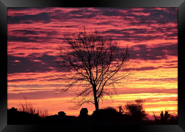 Tree silhouette Sunrise Framed Print by Simon Johnson