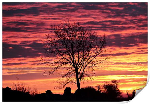 Tree silhouette Sunrise Print by Simon Johnson