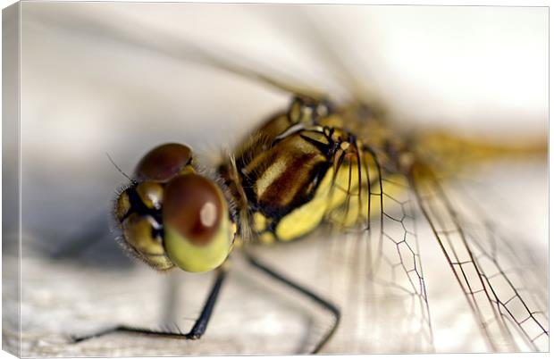 Common Darter  dragonfly compound eye and synthora Canvas Print by Hugh McKean
