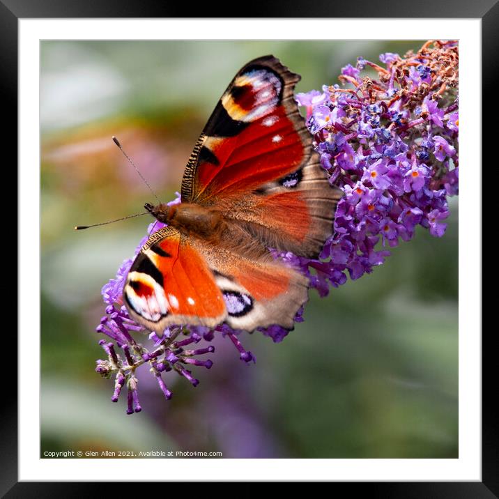 Peacock Butterfly Framed Mounted Print by Glen Allen