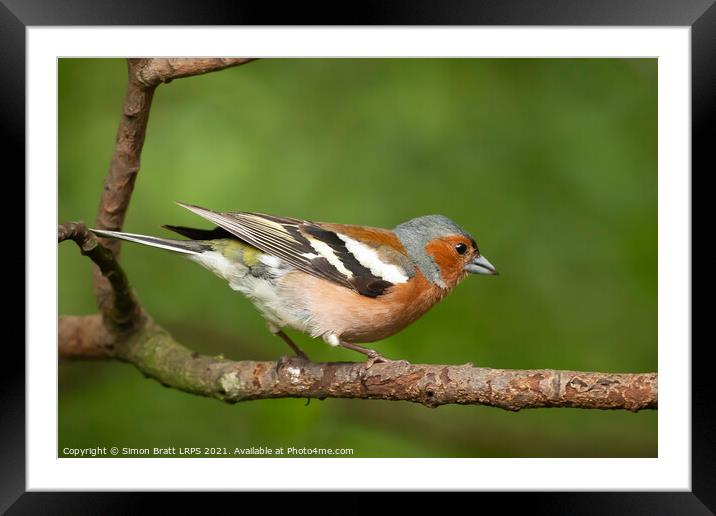 Male Chaffinch bird close up on a branch Framed Mounted Print by Simon Bratt LRPS