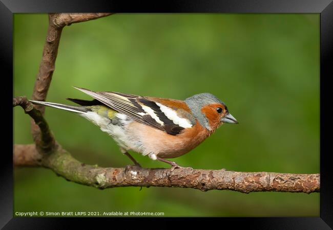 Male Chaffinch bird close up on a branch Framed Print by Simon Bratt LRPS