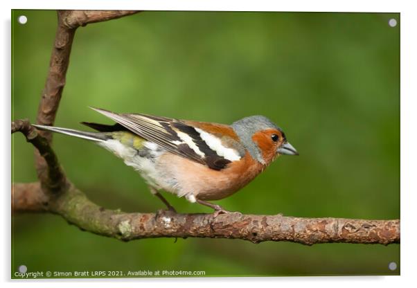 Male Chaffinch bird close up on a branch Acrylic by Simon Bratt LRPS