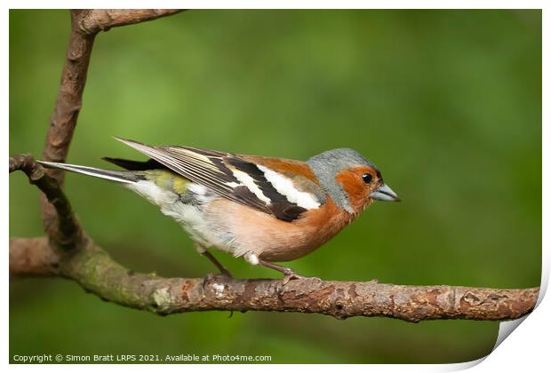 Male Chaffinch bird close up on a branch Print by Simon Bratt LRPS