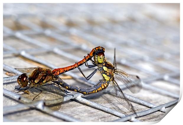 Common Darter dragonflies mating Print by Hugh McKean